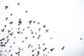 A flock of pigeons flies across the sky. Birds fly against the s Royalty Free Stock Photo