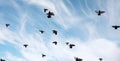 A flock of pigeons flies across the sky. Birds fly against the s Royalty Free Stock Photo