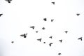 A flock of pigeons flies across the sky. Birds fly against the s Royalty Free Stock Photo