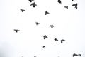 A flock of pigeons flies across the sky. Birds fly against the s Royalty Free Stock Photo