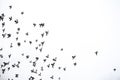 A flock of pigeons flies across the sky. Birds fly against the s Royalty Free Stock Photo