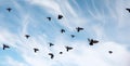 A flock of pigeons flies across the sky. Birds fly against the s Royalty Free Stock Photo