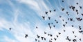 A flock of pigeons flies across the sky. Birds fly against the s Royalty Free Stock Photo