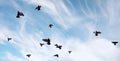 A flock of pigeons flies across the sky. Birds fly against the s Royalty Free Stock Photo