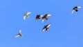 A flock of pigeons in flight against the blue sky Royalty Free Stock Photo