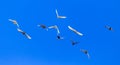 A flock of pigeons in flight against the blue sky Royalty Free Stock Photo