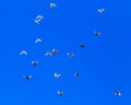 A flock of pigeons in flight against the blue sky Royalty Free Stock Photo