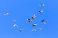 A flock of pigeons in flight against the blue sky Royalty Free Stock Photo