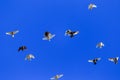 A flock of pigeons in flight against the blue sky Royalty Free Stock Photo