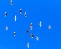 A flock of pigeons in flight against the blue sky Royalty Free Stock Photo