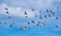 A flock of pigeons in flight against a blue sky Royalty Free Stock Photo