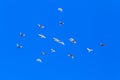 A flock of pigeons in flight against the blue sky Royalty Free Stock Photo