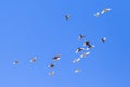 A flock of pigeons in flight against the blue sky Royalty Free Stock Photo