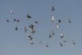 Flock of Pigeons in flight