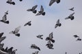 Flock of pigeons flight sky clouds Royalty Free Stock Photo
