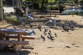 A flock of pigeons in flight surrounded by lush green trees and plants and park benches near a green lake Royalty Free Stock Photo