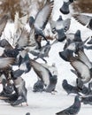 A flock of pigeons are flying in the air Royalty Free Stock Photo