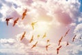 A flock of pigeons flying in the blue sky among the clouds and sunlight, the concept of freedom.