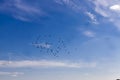 a flock of pigeons flying in the blue sky