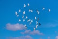 Flock of pigeons from pigeonry flying in blue sky