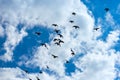 Flock of pigeons flying Royalty Free Stock Photo