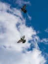 Flock of pigeons flying Royalty Free Stock Photo