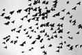 A flock of pigeons is flying Royalty Free Stock Photo
