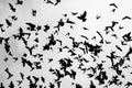 A flock of pigeons is flying Royalty Free Stock Photo