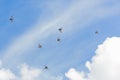 Flock of pigeons flying in a group in a cloudy blue sky Royalty Free Stock Photo