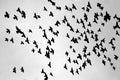 A flock of pigeons is flying Royalty Free Stock Photo