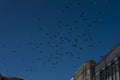 Flock of pigeons flying over the buildings with cloudless blue sky background Royalty Free Stock Photo