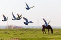 A flock of pigeons flying over the field in spring Royalty Free Stock Photo
