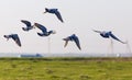 A flock of pigeons flying over the field in spring Royalty Free Stock Photo