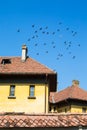 Flock of pigeons flying over the roof Royalty Free Stock Photo