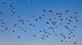 A big flock of pigeons flying over the sea near the city beach Royalty Free Stock Photo