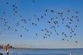 A flock of pigeons flying over the sea near the city beach