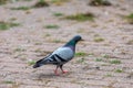 Flock of pigeons flying over the Street Royalty Free Stock Photo