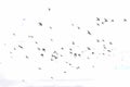 A flock of pigeons flying in the sky. Blue sky with clouds. Dynamic flying pigeons in the city. Birds in the sky Royalty Free Stock Photo