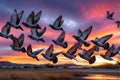 Flock of pigeons flying at sunset Royalty Free Stock Photo