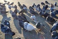 A flock pigeons on the ground Royalty Free Stock Photo