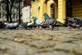 A flock of pigeons in the historic paved market while being fed by passers-by. Spring. Day Royalty Free Stock Photo