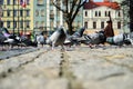 A flock of pigeons in the historic paved market while being fed by passers-by. Spring. Day Royalty Free Stock Photo