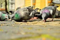 A flock of pigeons in the historic paved market while being fed by passers-by. Spring. Day Royalty Free Stock Photo