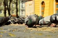 A flock of pigeons in the historic paved market while being fed by passers-by. Spring. Day Royalty Free Stock Photo