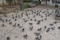 A flock of pigeons and a homeless man in Athens, Greece