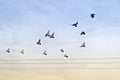 Flock of Pigeons over Power Wires