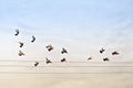 Flock of Pigeons over Power Wires