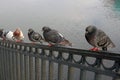 Flock of pigeons on the parapet Royalty Free Stock Photo
