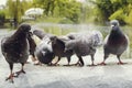 A flock of pigeons in the park in the rain