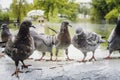 A flock of pigeons in the park in the rain